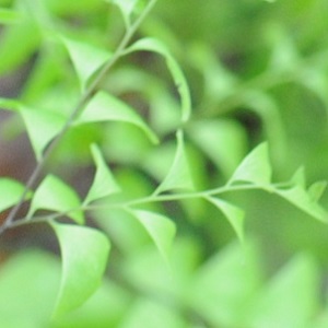 Zoom Back Drop Thumbnail