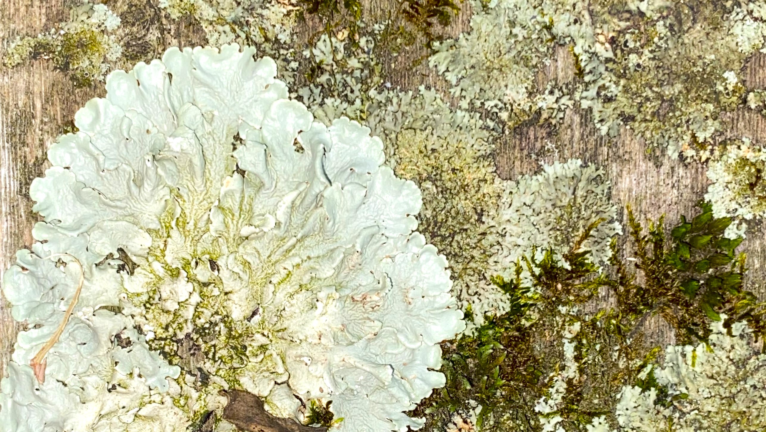 Zoom Back Drop Thumbnail